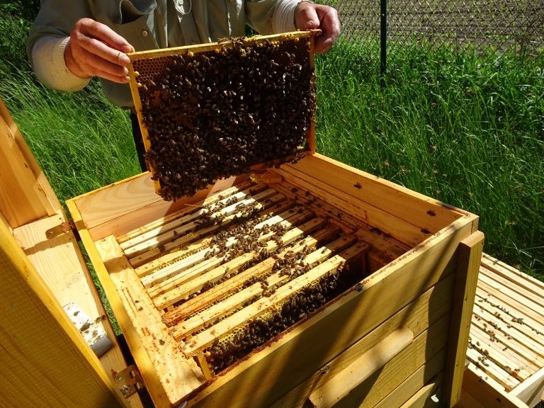  Zdjęcie przedstawiające pracę pszczelarza.